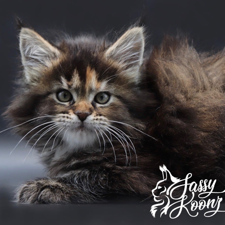 maine-coon-kittens-for-sale-July18 ⋆ Sassy Koonz Maine Coon Cattery maine coon kittens for sale