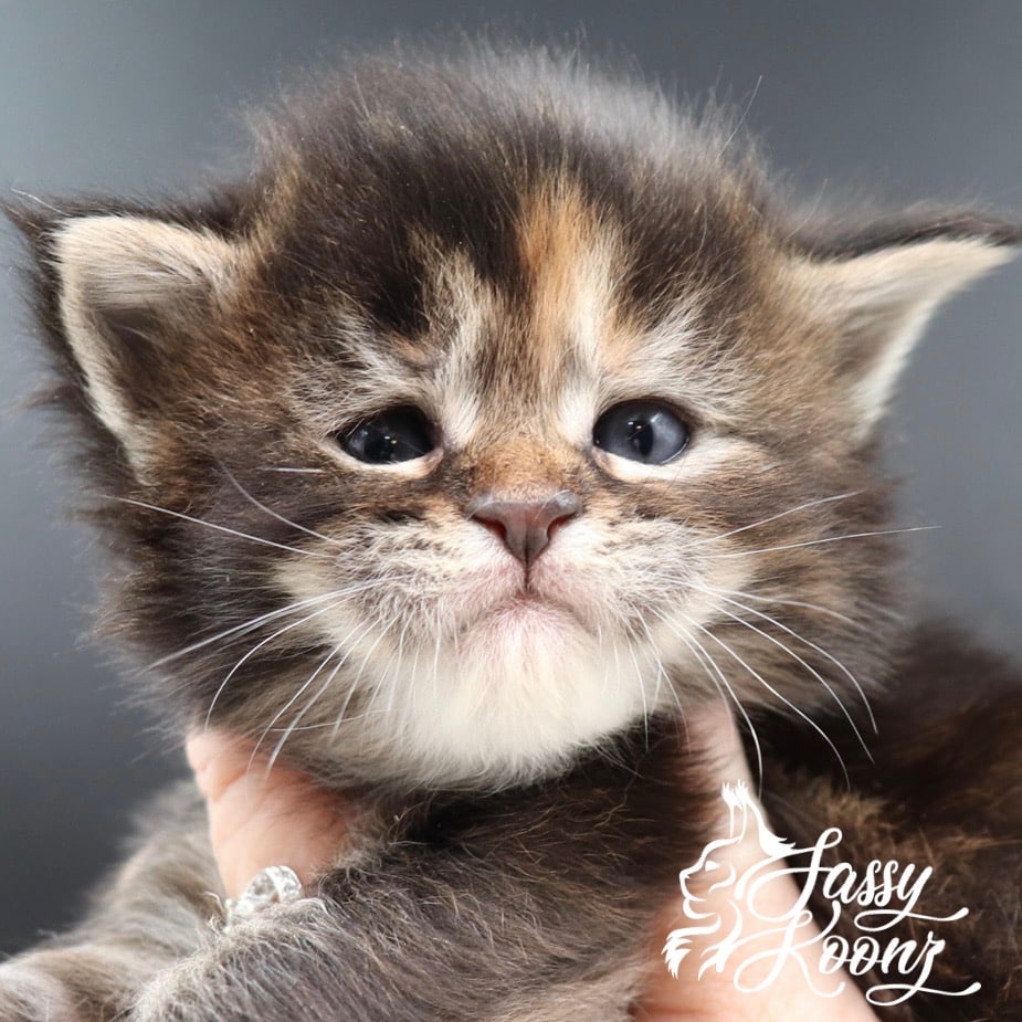 Maine coon kittens for sale ⋆ Sassy Koonz Maine Coon Cattery Maine coon kittens for sale