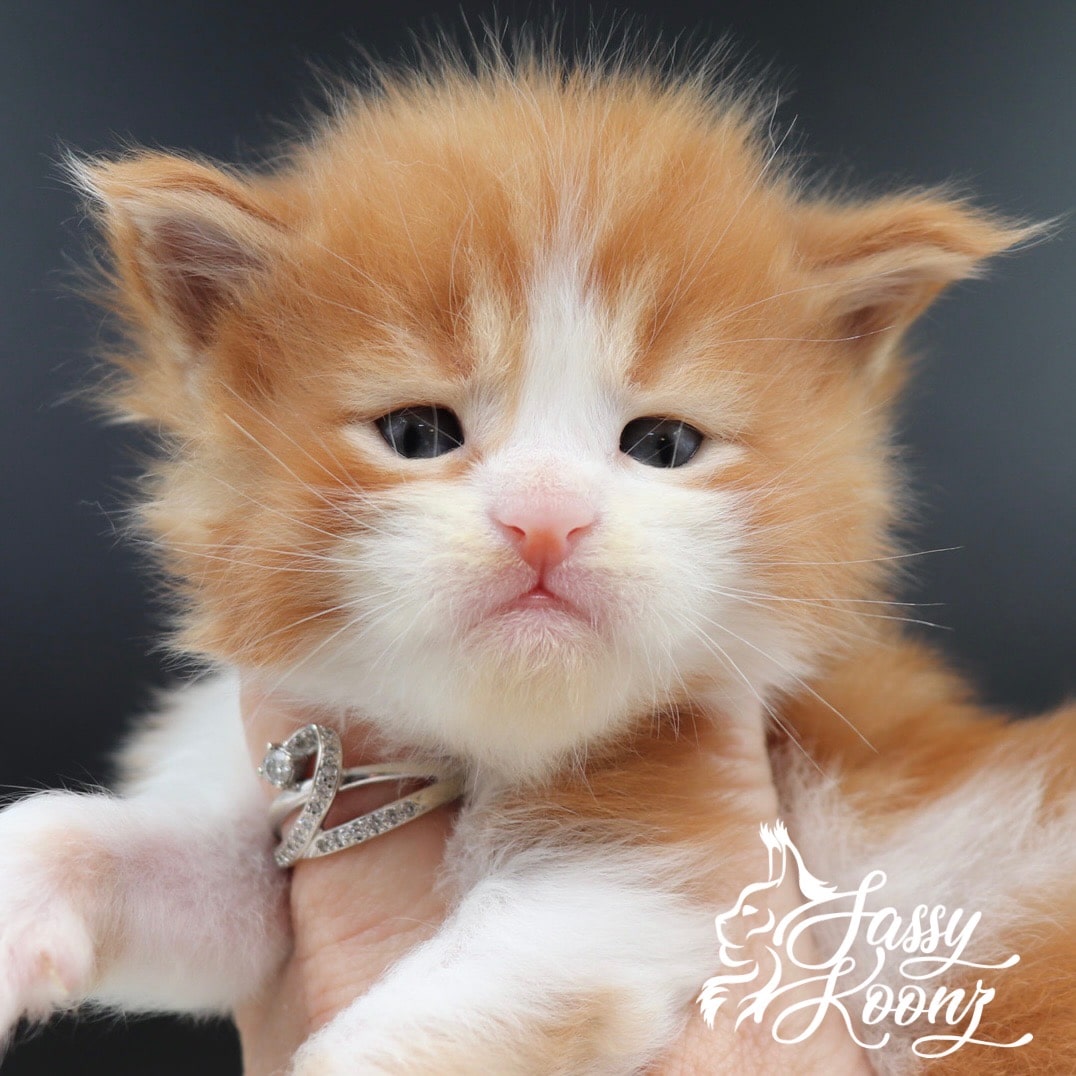 Maine coon kittens ⋆ Sassy Koonz Maine Coon Cattery Maine coon kittens