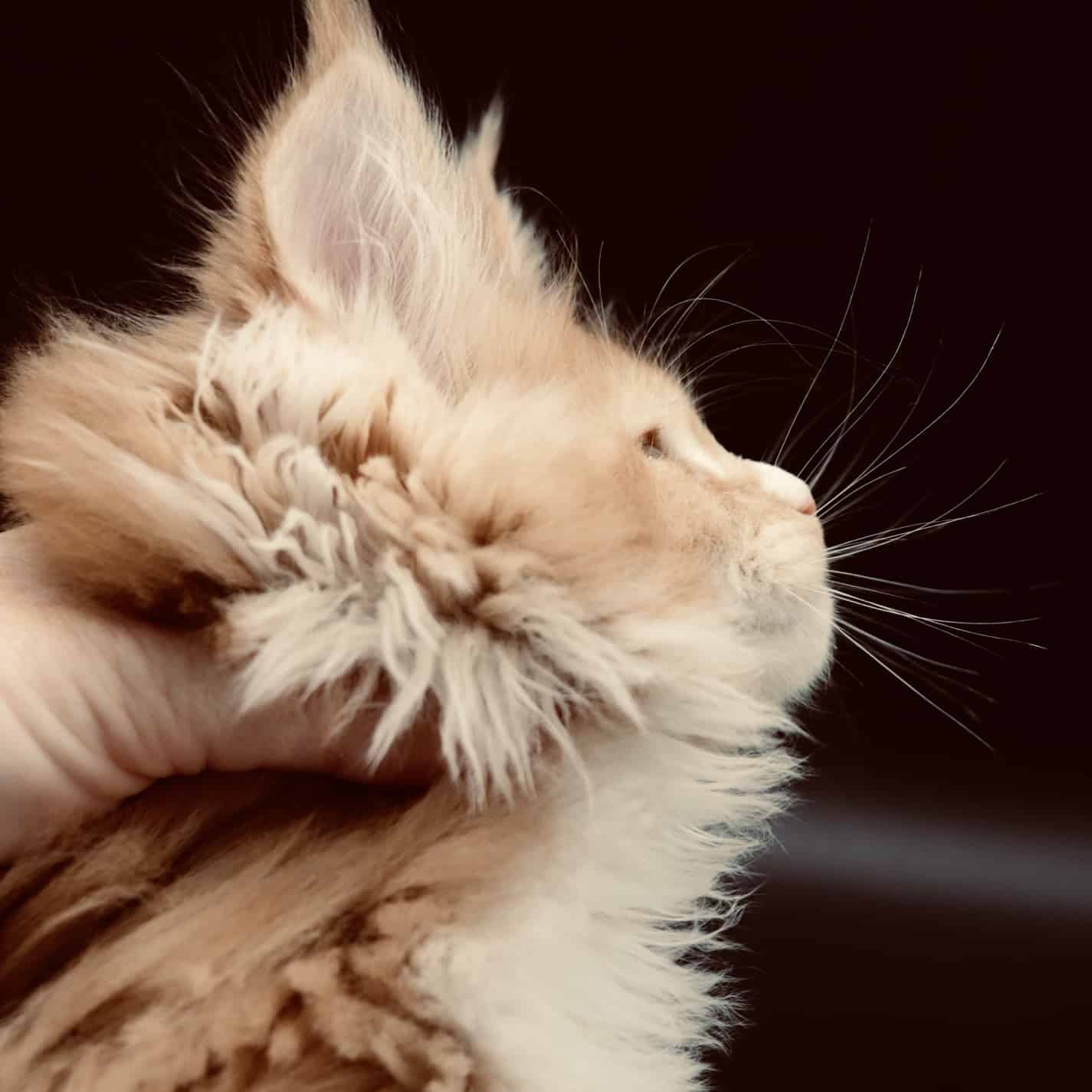 maine-coon-profile ⋆ Sassy Koonz Maine Coon Cattery maine coon profile