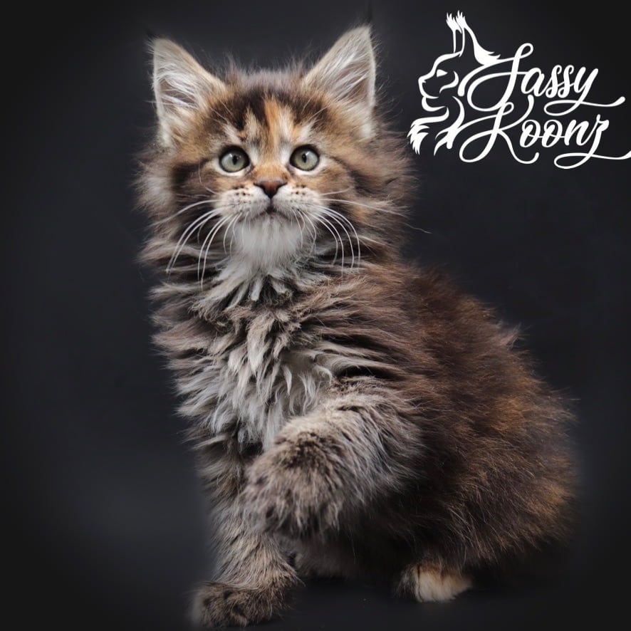 maine-coons ⋆ Sassy Koonz Maine Coon Cattery maine coons