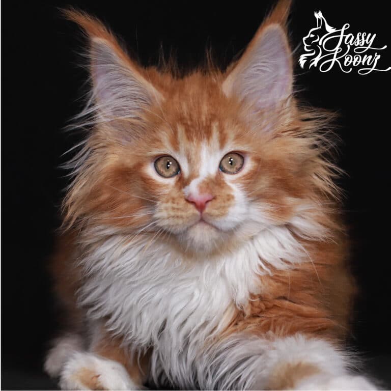 maine coon cats with wild fur around his head