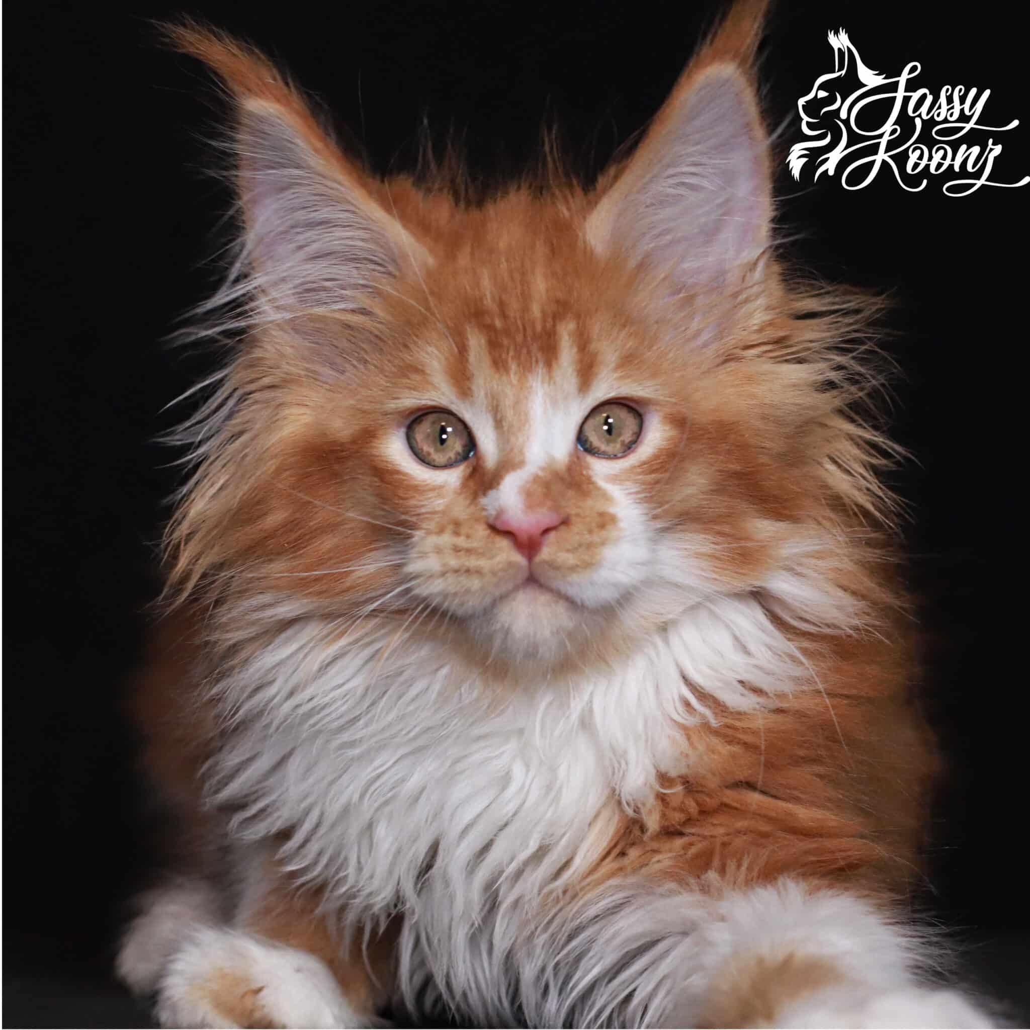 Sabotage Giant Maine Coon Kittens for Sale ⋆ Sassy Koonz Maine Coon Cattery maine coon cats for sale