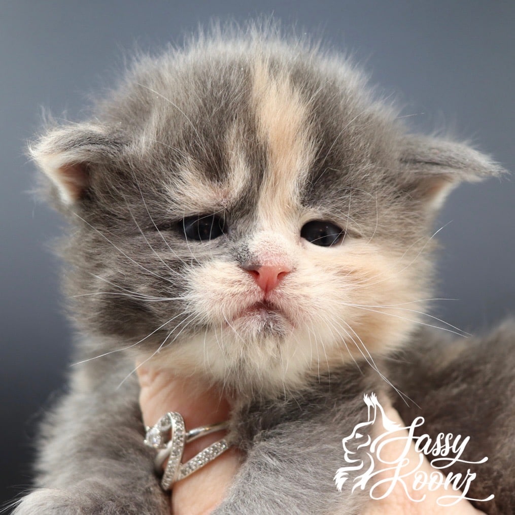 She’s Crafty Maine Coon kittens ⋆ Sassy Koonz Maine Coon Cattery Maine coon kittens