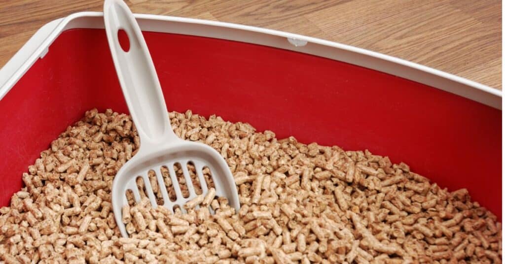 best-litter-box-for-maine-coon ⋆ Sassy Koonz Maine Coon Cattery recommended litter for a maine coon pine pellets