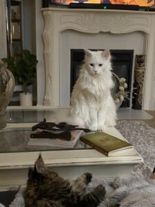 GIant Maine Coon Cats lounging int the house ⋆ Sassy Koonz Maine Coon Cattery white maine coon cat looking at another cat in front of fireplace