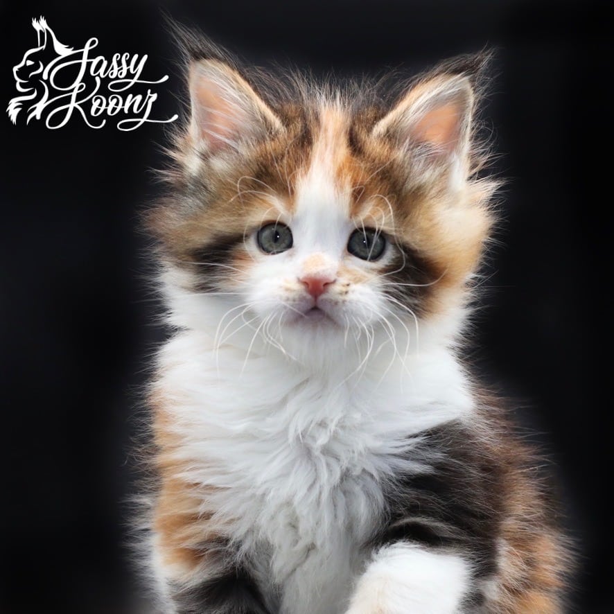 maine-coon-cat-for-sa ⋆ Sassy Koonz Maine Coon Cattery maine coon cat for sale