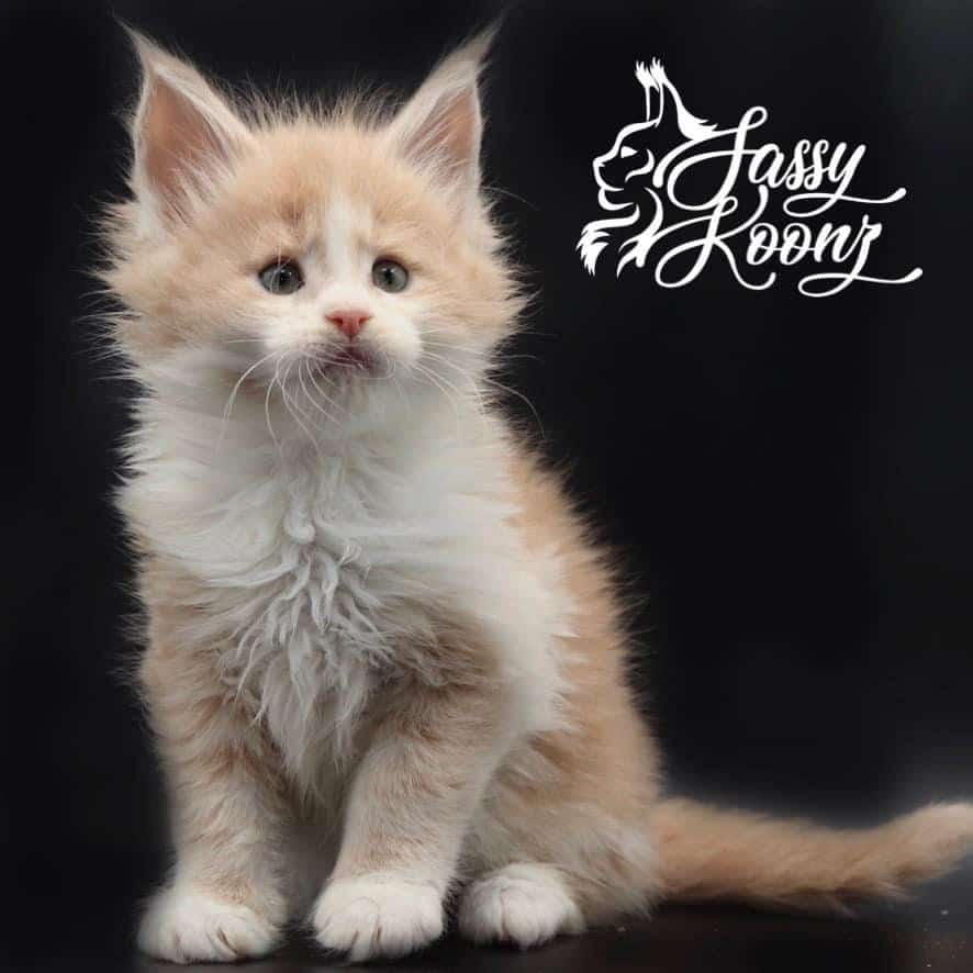 maine-coon-cat-for-sale-07-12 ⋆ Sassy Koonz Maine Coon Cattery maine coon cat for sale 6 weeks old looking regal