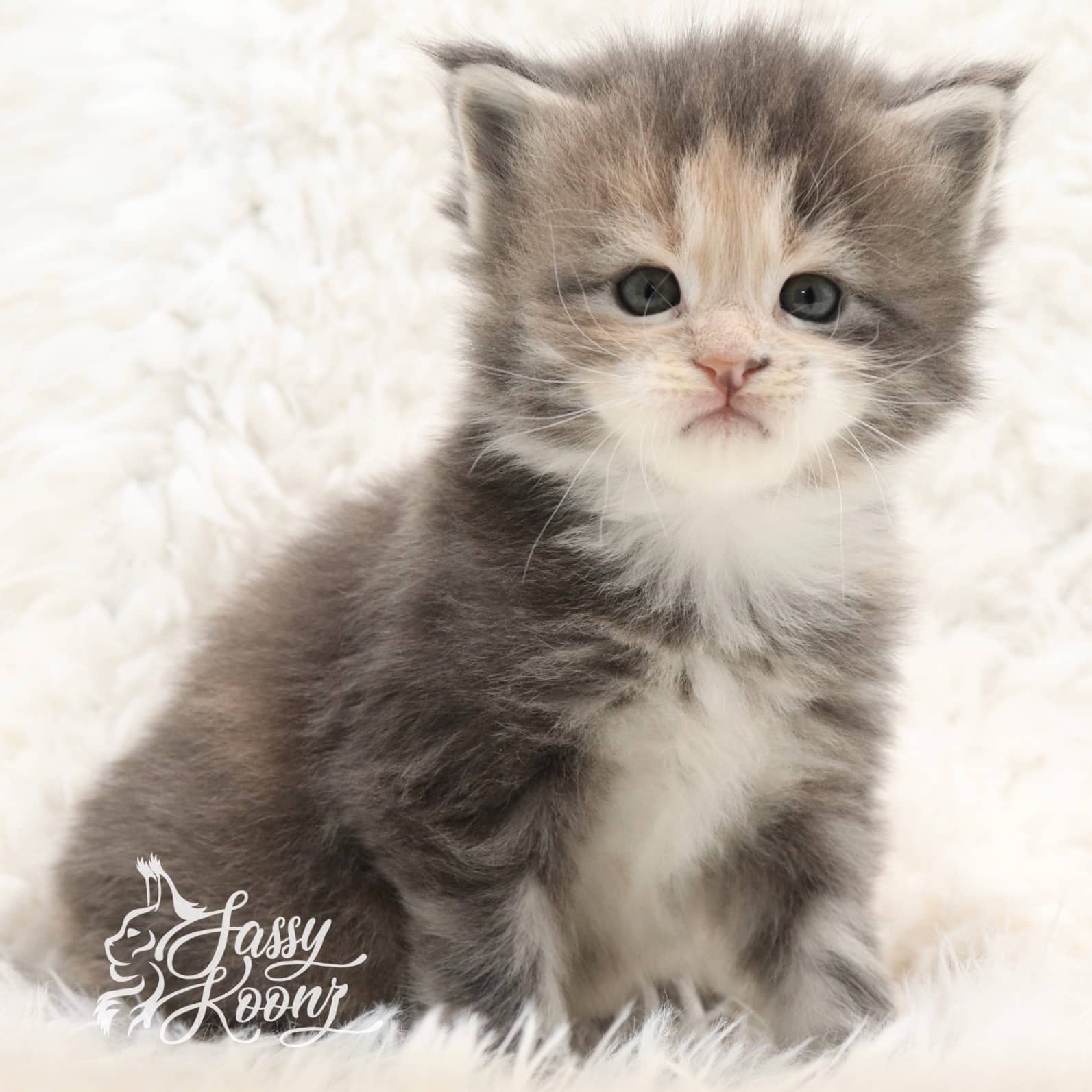 maine-coon-cat ⋆ Sassy Koonz Maine Coon Cattery maine coon cat