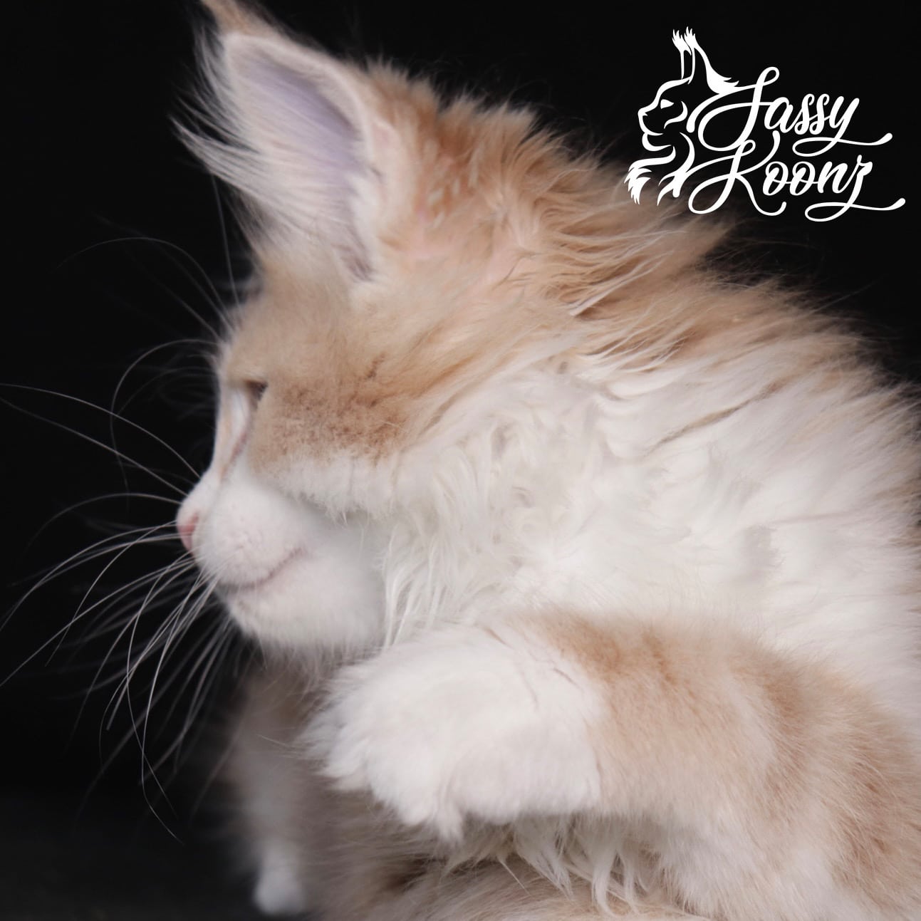 maine-coon-cats-2022 ⋆ Sassy Koonz Maine Coon Cattery maine coon cats with nice profiles