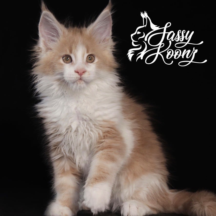 maine-coon-cats-august ⋆ Sassy Koonz Maine Coon Cattery maine coon cats with european features