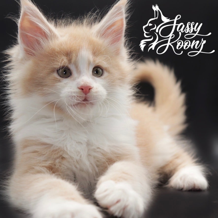 maine-coon-cats-for-sale ⋆ Sassy Koonz Maine Coon Cattery maine coon cats for sale brass monkey looking stellar
