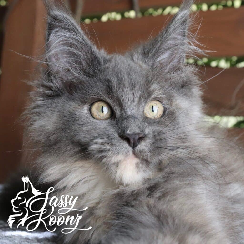 maine-coon-kitten-for-sale ⋆ Sassy Koonz Maine Coon Cattery blue smoke tortie maine coon kitten for sale