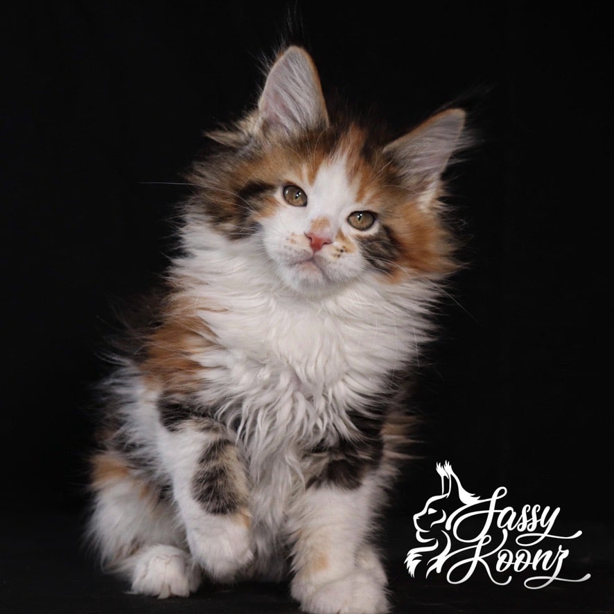 maine-coon-kittens-august ⋆ Sassy Koonz Maine Coon Cattery maine coon kitten named triple trouble, from florida cattery