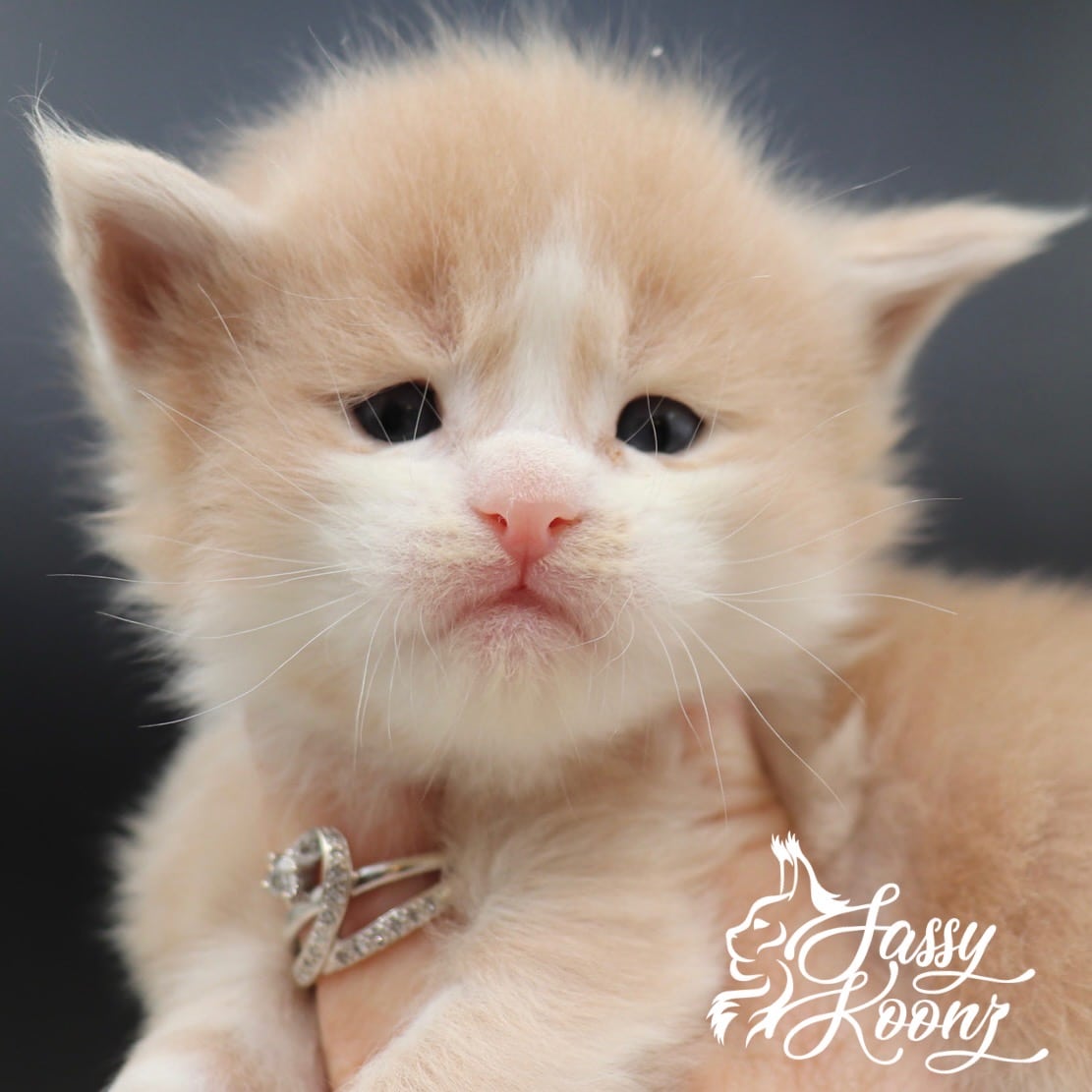 Maine coon kittens from sassy Koonz ⋆ Sassy Koonz Maine Coon Cattery Maine coon kitten 3 weeks old brass monkey