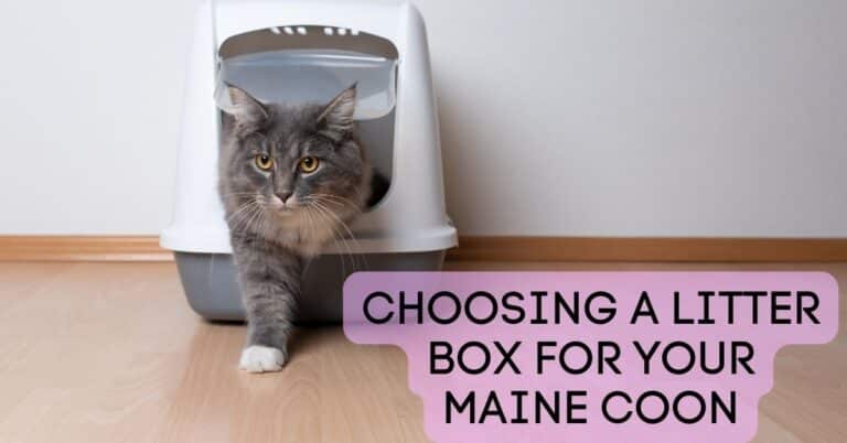 choosing a litter box for a maine coon