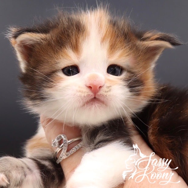 Triple trouble - Maine Coon Kitten ⋆ Sassy Koonz Maine Coon Cattery Maine coon kittens for sale