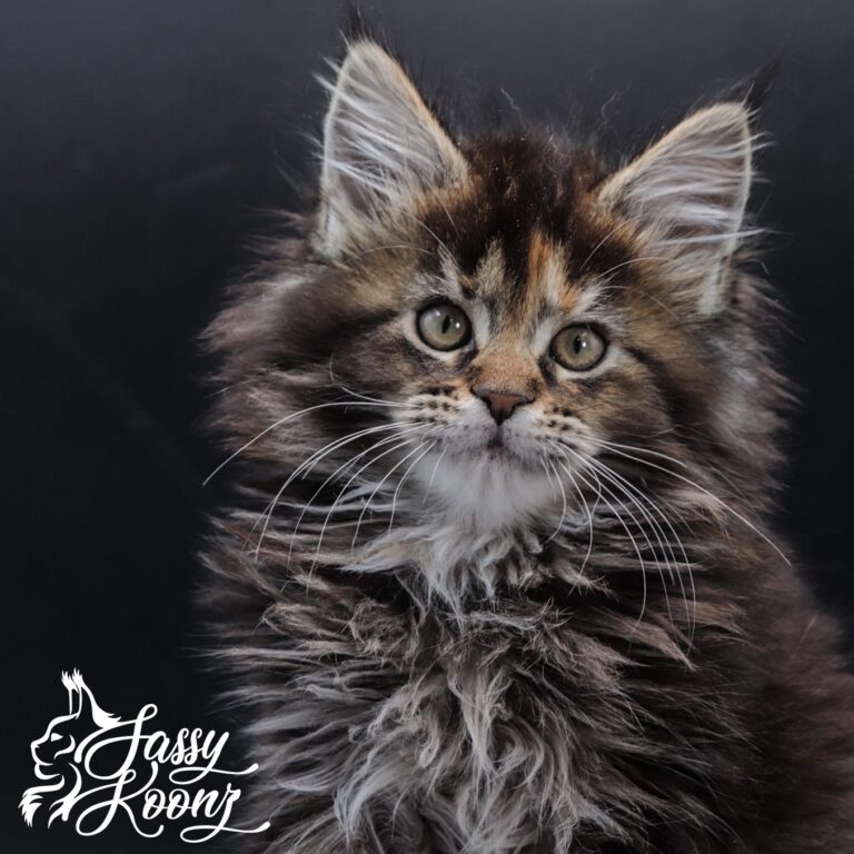 champion maine coon kittens for sale Finger Lickin Good