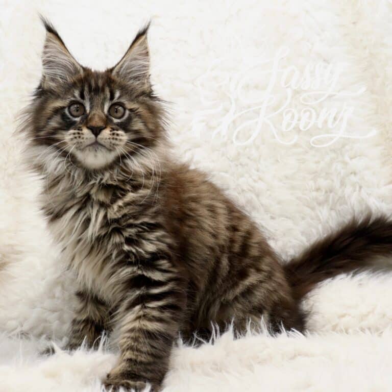 black mackerel tiger pattern maine coon cat