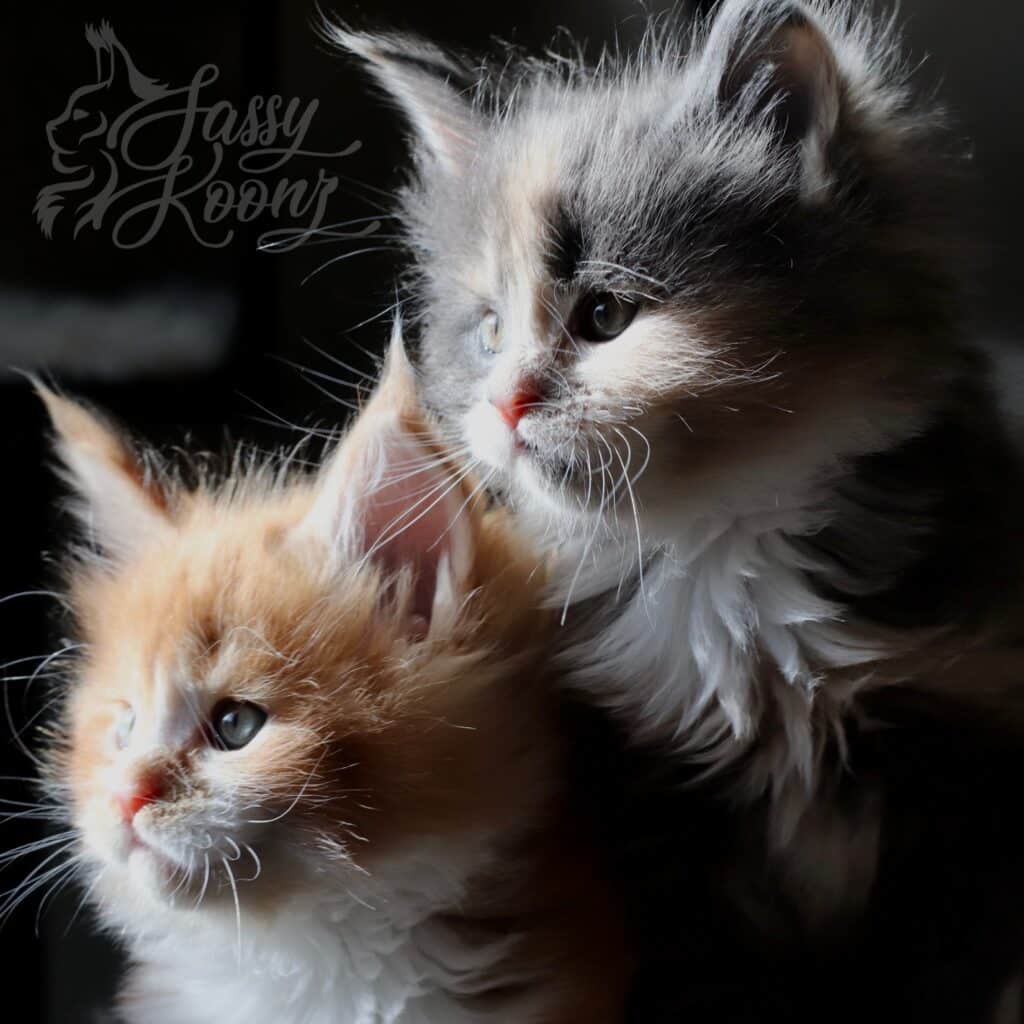 maine-coon-cats-for-sale-near-me ⋆ Sassy Koonz Maine Coon Cattery maine coon cats for sale near me