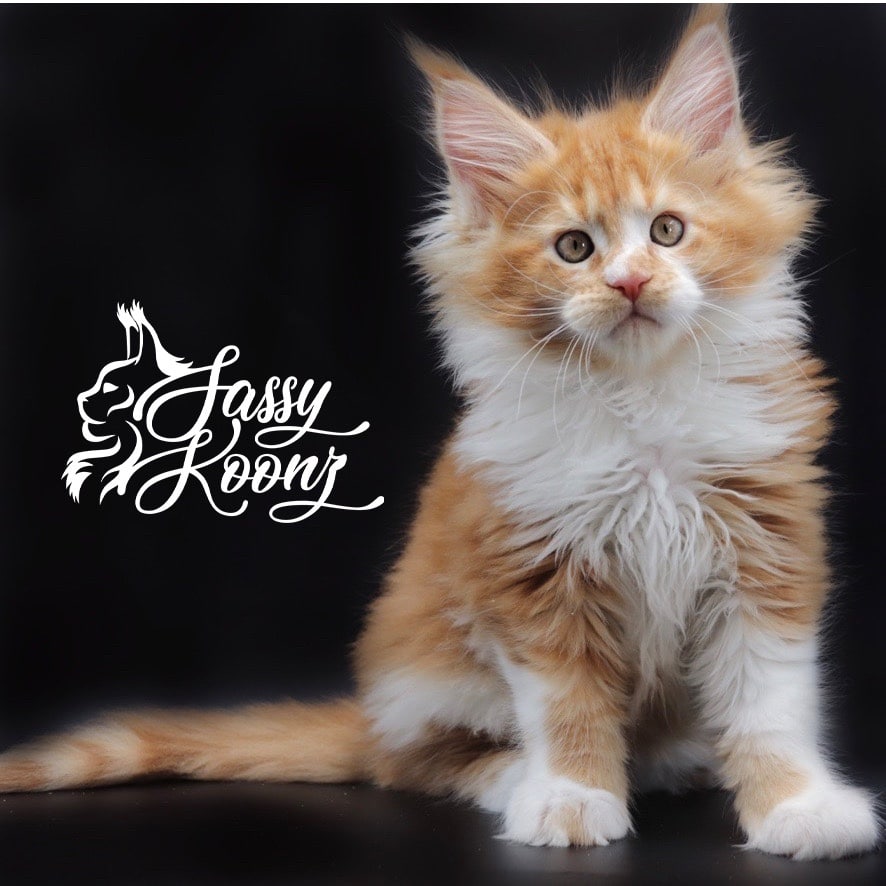 Sabotage Red Ticked tabby with White Maine Coon Kitten ⋆ Sassy Koonz Maine Coon Cattery maine coon kittens for sale