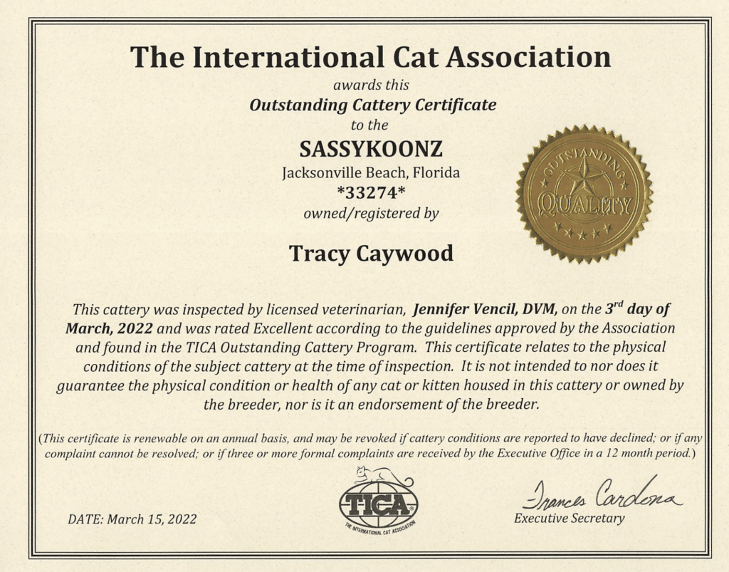 ⋆ Sassy Koonz Maine Coon Cattery maine coon kittens for sale near me