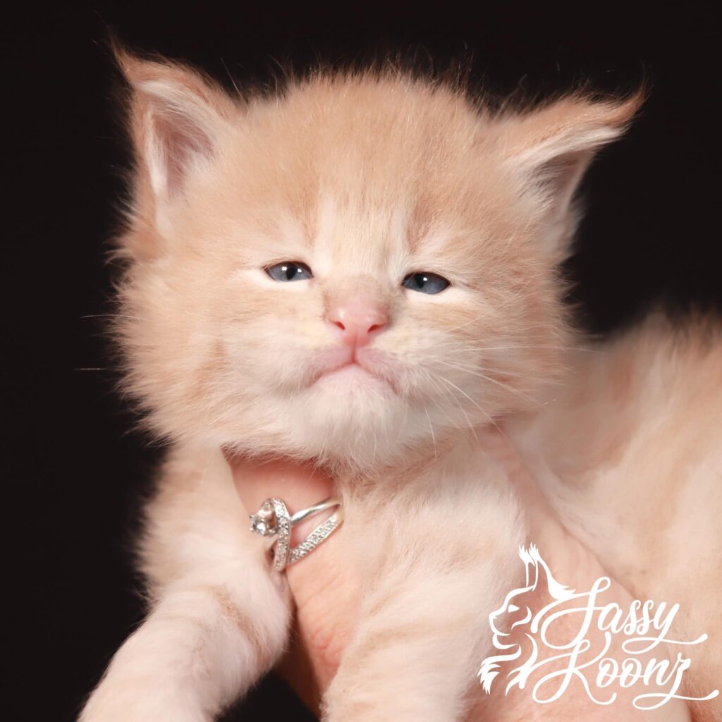 4 week old Maine Coon Kittens ⋆ Sassy Koonz Maine Coon Cattery 4 week old maine coon kitten