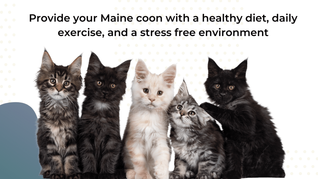 How-long-do-Maine-Coons-Live ⋆ Sassy Koonz Maine Coon Cattery how long do Maine Coons live