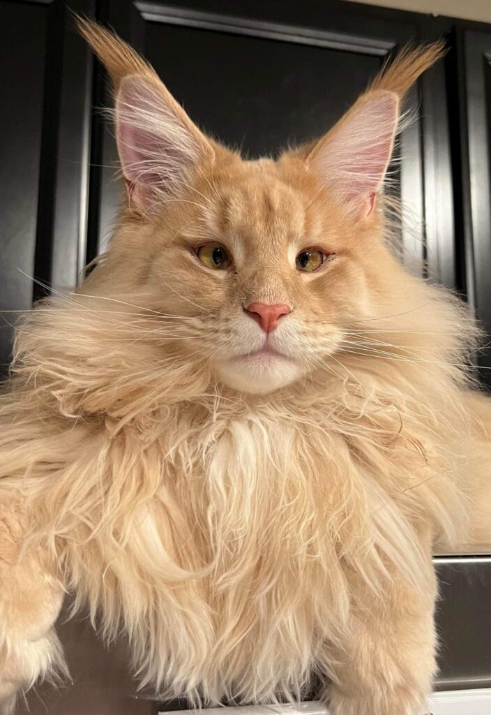 cannonball-cream-maine-coon-cat-strabismus ⋆ Sassy Koonz Maine Coon Cattery cannonball cream maine coon cat strabismus giant mane