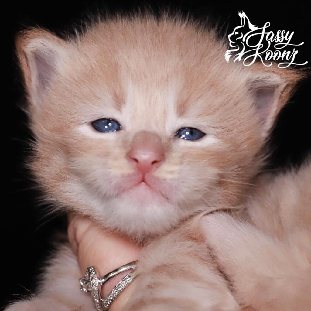 cream-smoke-maine-coon ⋆ Sassy Koonz Maine Coon Cattery cream smoke maine coon