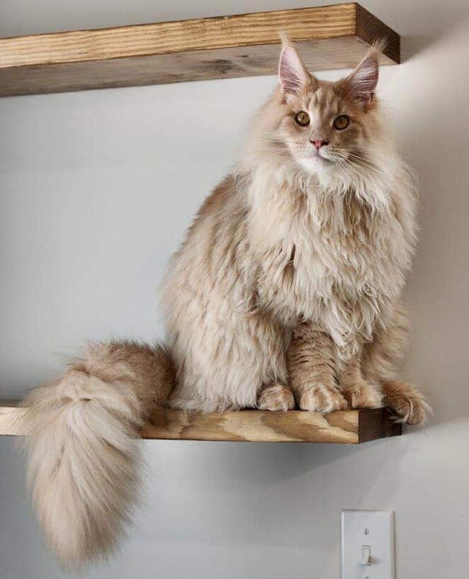 cream-smoke-maine-coon-kitten-on-shelf ⋆ Sassy Koonz Maine Coon Cattery cream smoke maine coon kitten on shelf