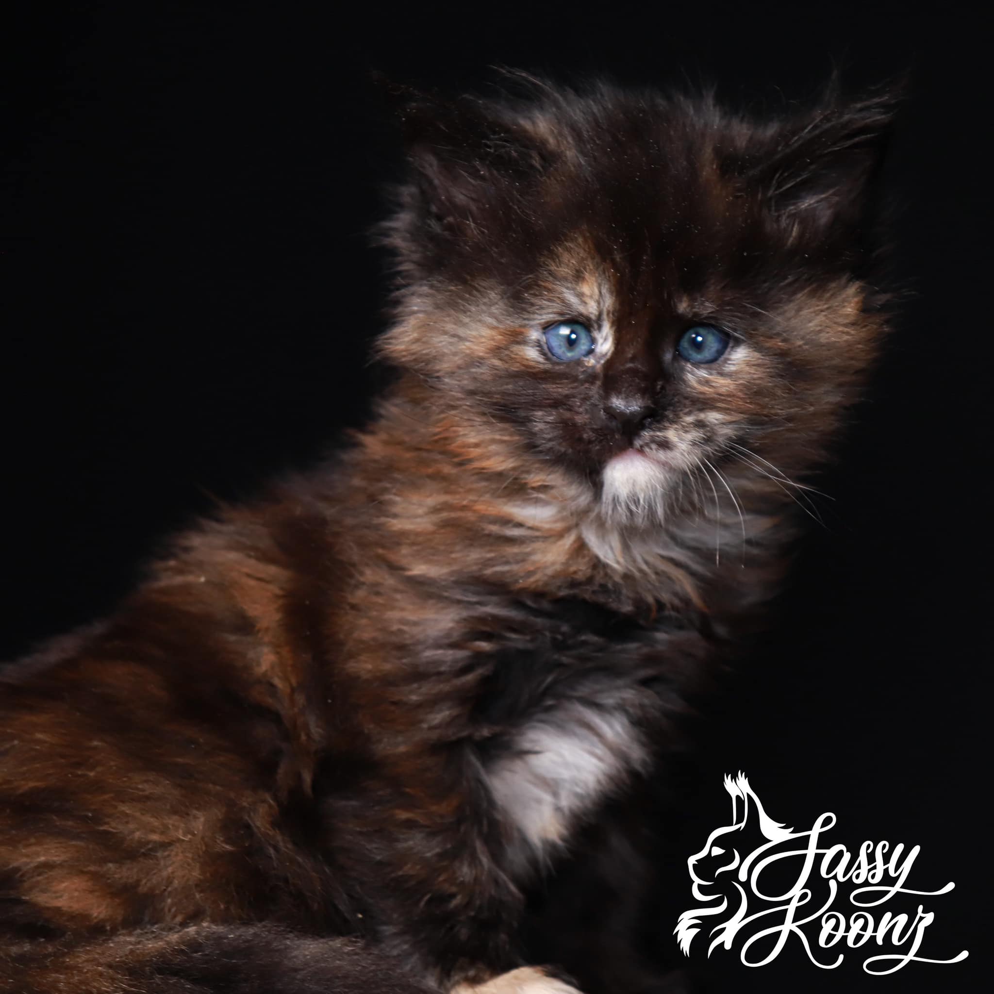 giant-maine-coon-cat-for-sale-near-me ⋆ Sassy Koonz Maine Coon Cattery giant maine coon cat for sale near me