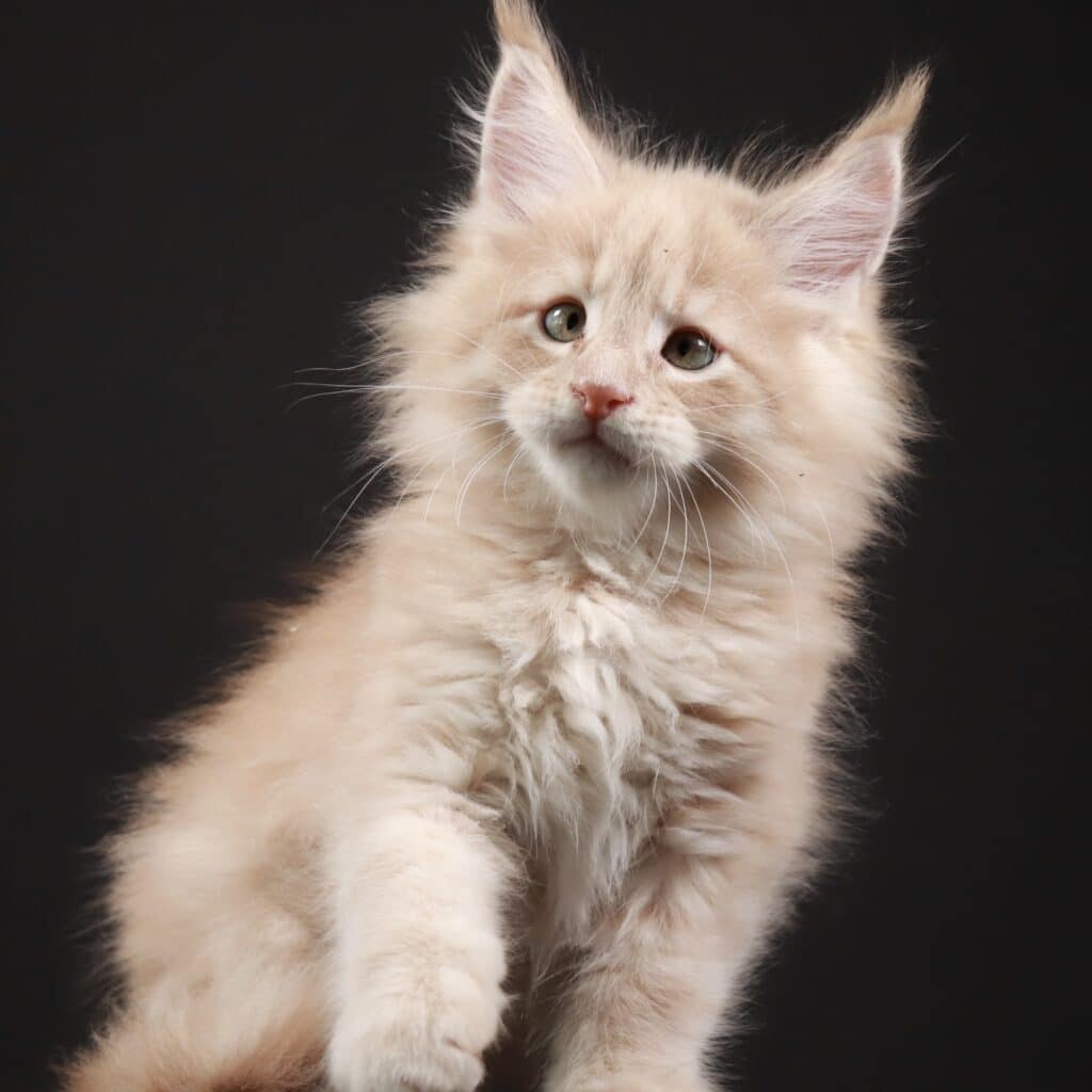 giant-maine-coon-kittens-for-sale ⋆ Sassy Koonz Maine Coon Cattery giant maine coon kittens with strabismus