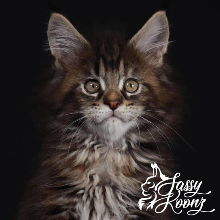 giant maine coon kittens for sale sweet sally