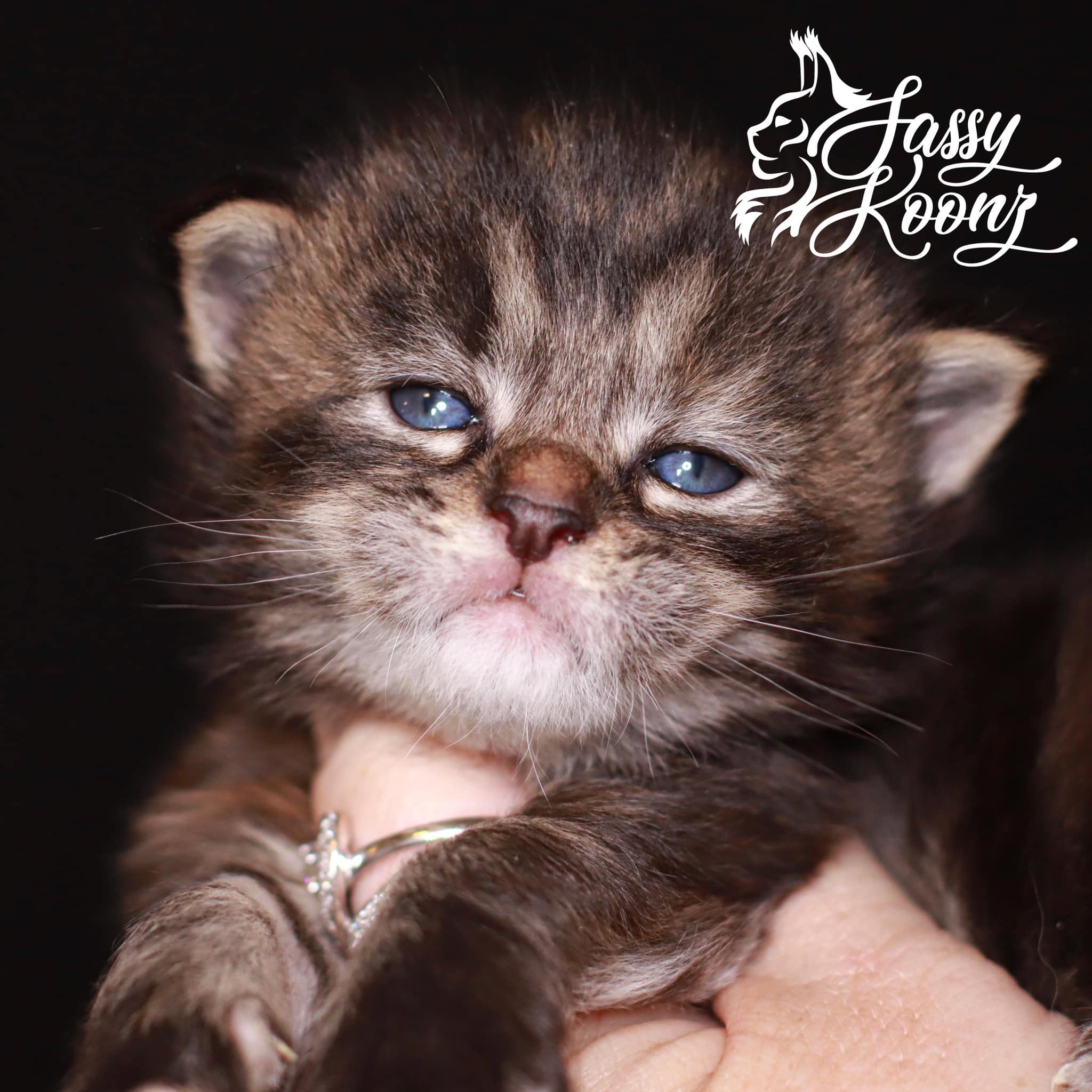 giant-maine-coon-kittens ⋆ Sassy Koonz Maine Coon Cattery giant maine coon kittens