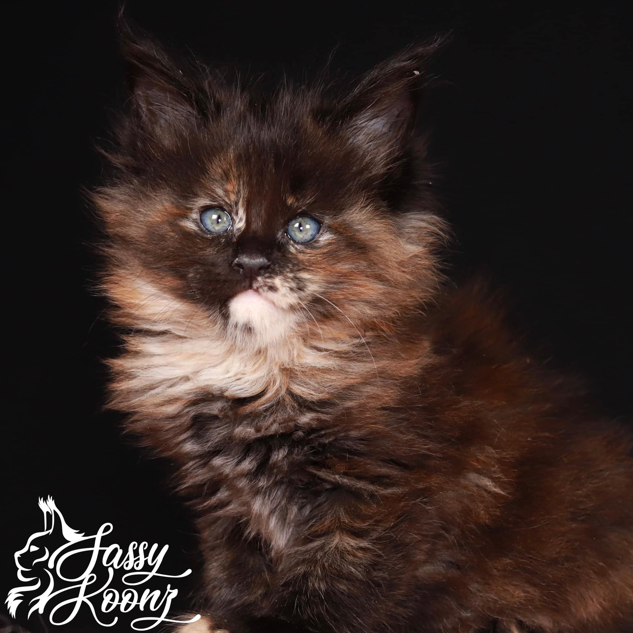 main-coon-for-sale ⋆ Sassy Koonz Maine Coon Cattery main coon for sale in florida