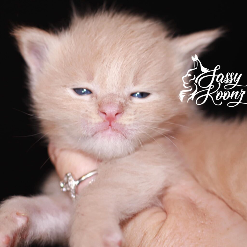 maine-coon-cat ⋆ Sassy Koonz Maine Coon Cattery maine coon cat