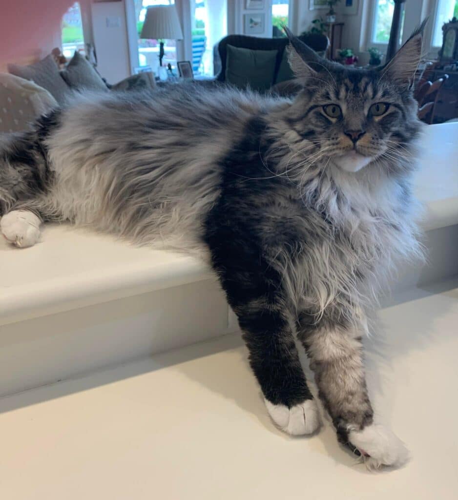 maine-coon-cat ⋆ Sassy Koonz Maine Coon Cattery black silver and white maine coon lounging on the kitchen sink