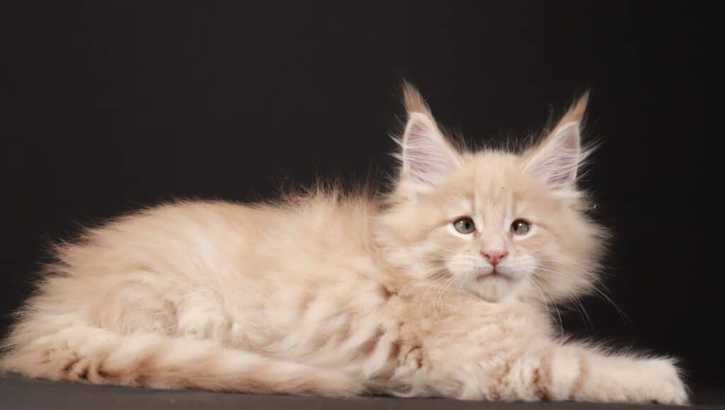 maine-coon-cat-for-sale-near-me-3 ⋆ Sassy Koonz Maine Coon Cattery cross eyed maine coon