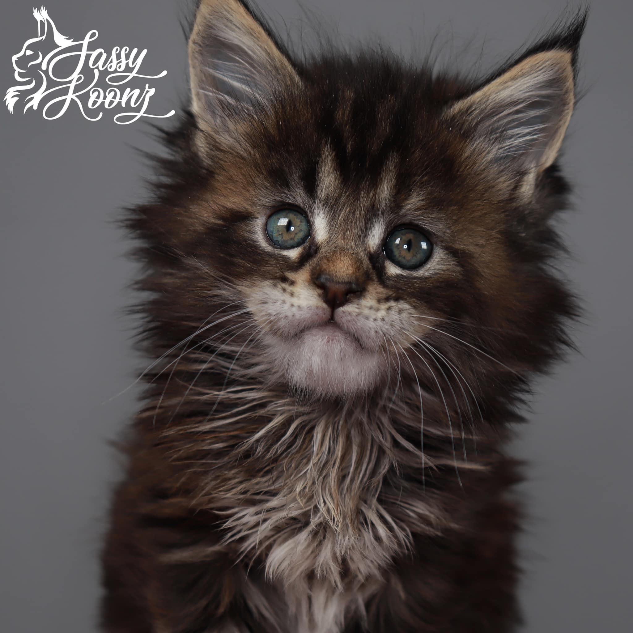 maine-coon-cat-for-sale-near-me ⋆ Sassy Koonz Maine Coon Cattery maine coon cat for sale near me