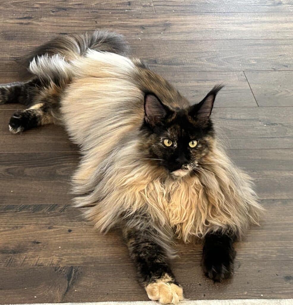 maine-coon-cat-tortoiseshell-jailbait-sassy-koonz ⋆ Sassy Koonz Maine Coon Cattery big maine coon cat tortoiseshell with extremely long coat