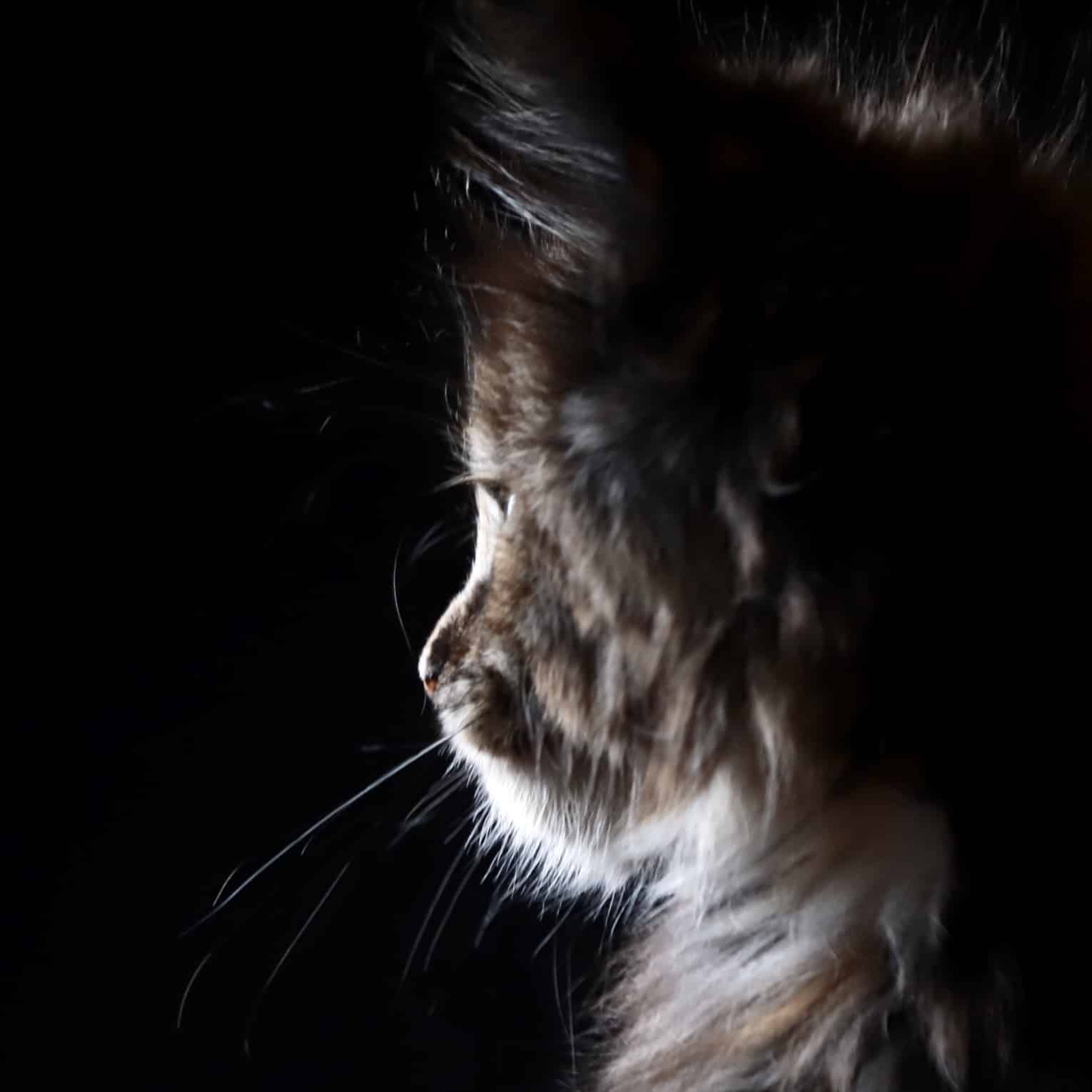 maine-coon-cats-for-sale ⋆ Sassy Koonz Maine Coon Cattery maine coon cats profile with offset lighting