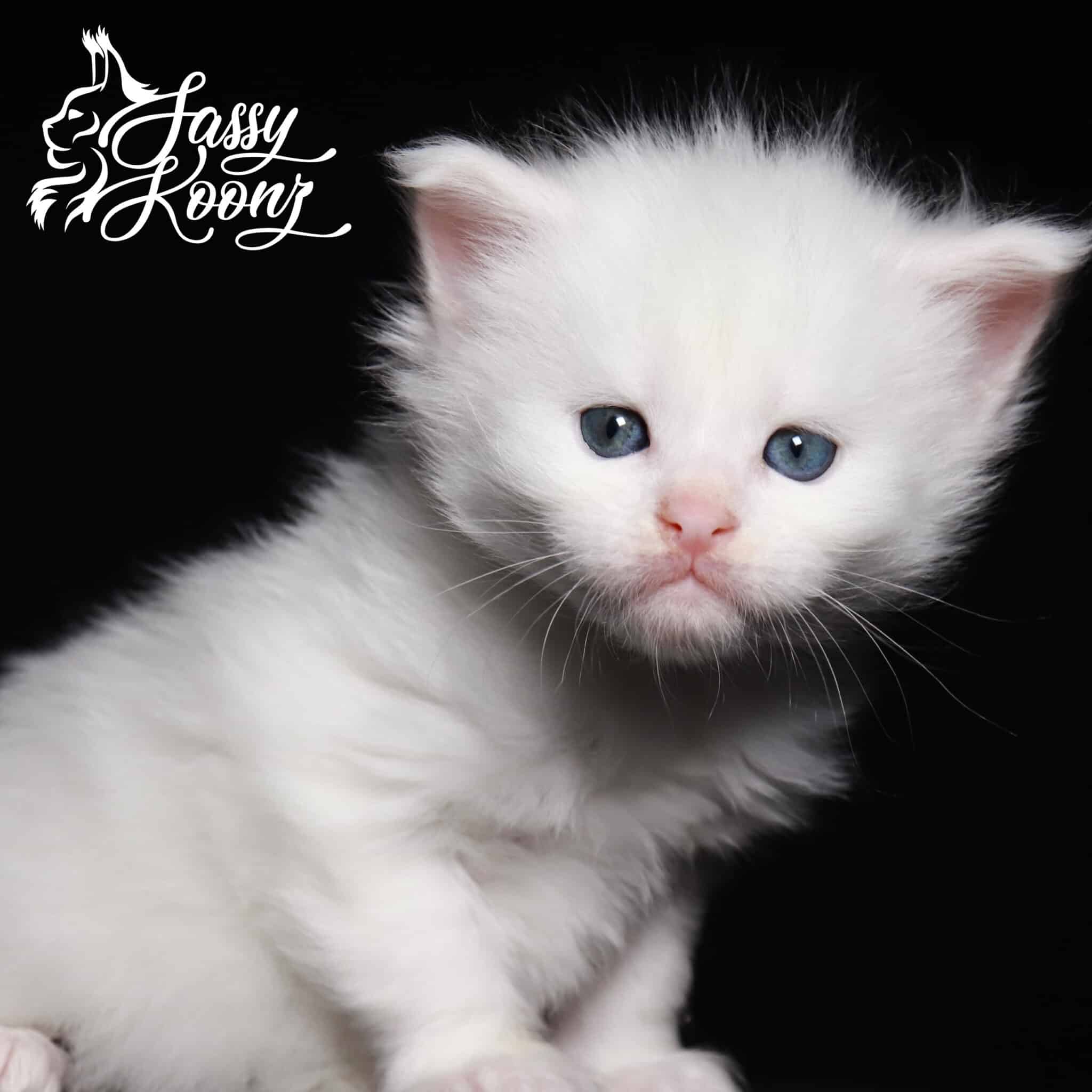Maine coon cats for sale San Antonio ⋆ Sassy Koonz Maine Coon Cattery Maine coon cats for sale San antontio