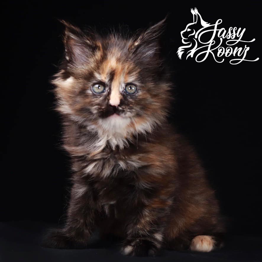 maine-coon-cats-for-sale-tortie ⋆ Sassy Koonz Maine Coon Cattery maine coon cats for sale tortie