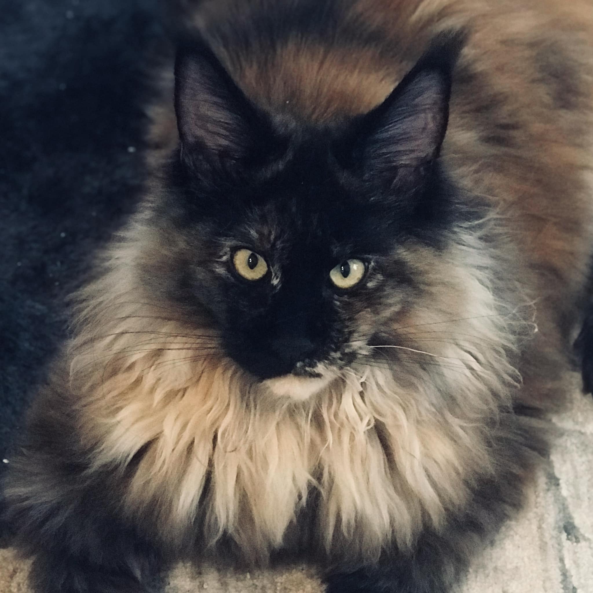 maine-coon-cats-for-sale-wild-exotic-big-mane ⋆ Sassy Koonz Maine Coon Cattery maine coon cats for sale wild exotic big mane