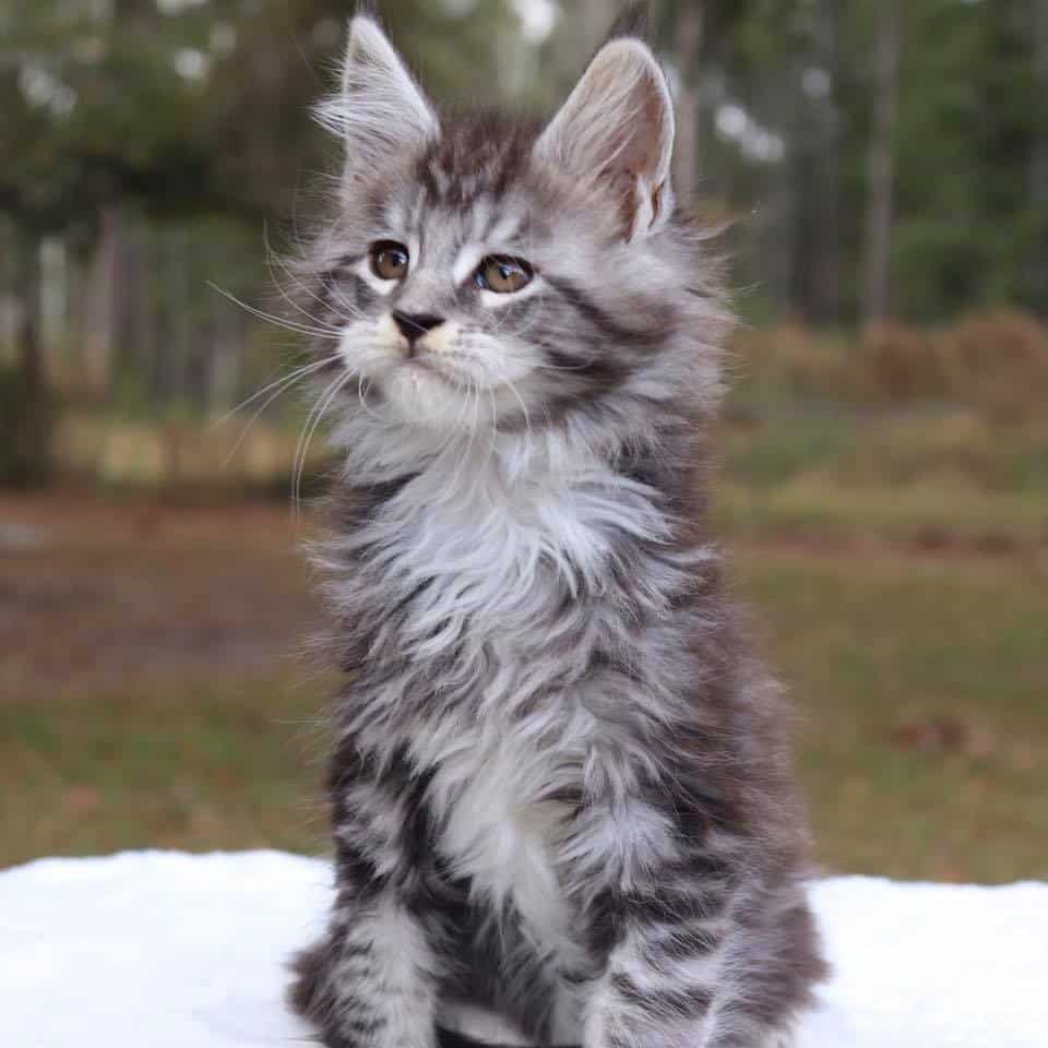 maine-coon-cats-for-sale ⋆ Sassy Koonz Maine Coon Cattery maine coon kitten named lambert posting outdoors