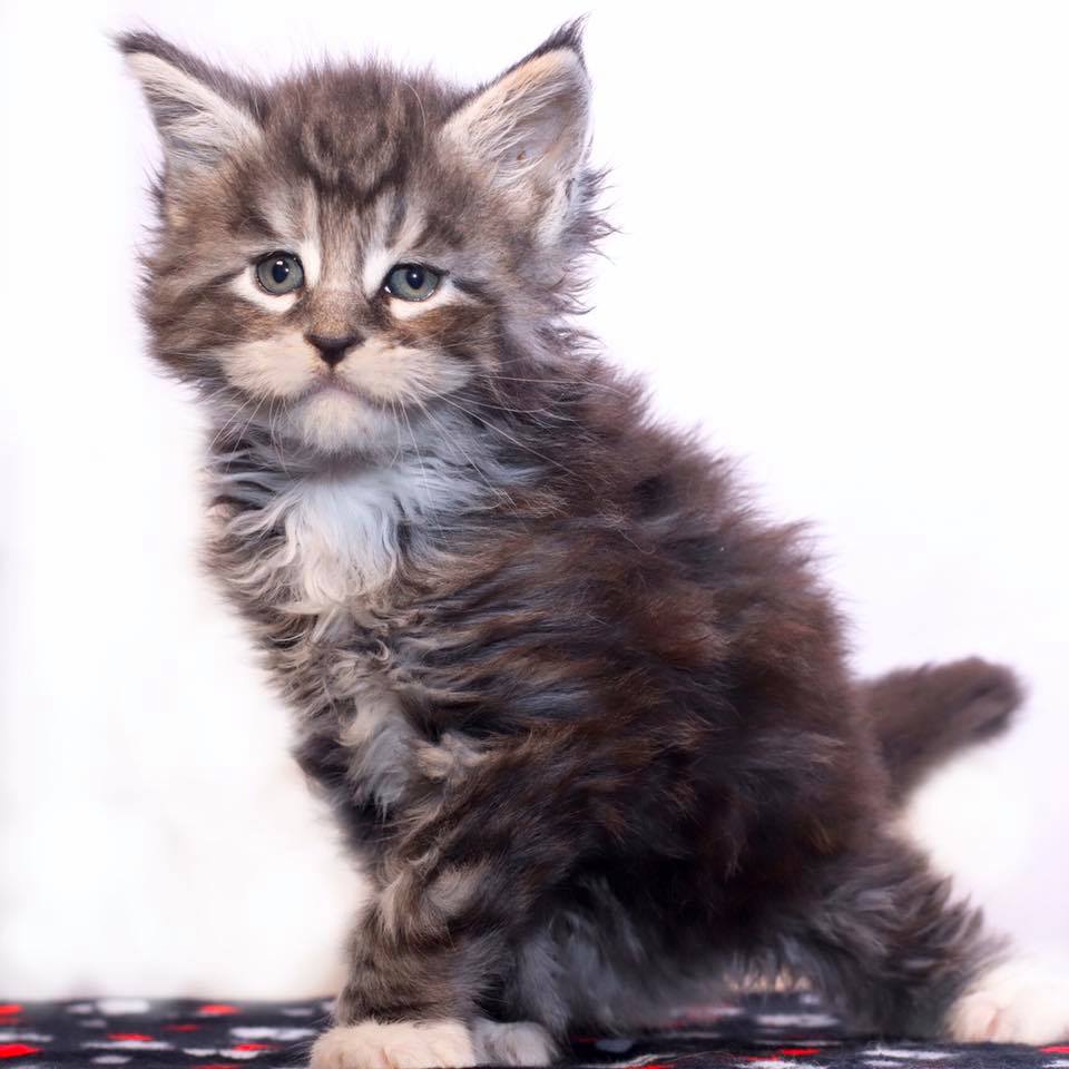 maine-coon-cats ⋆ Sassy Koonz Maine Coon Cattery maine coon kitten sitting on cute design