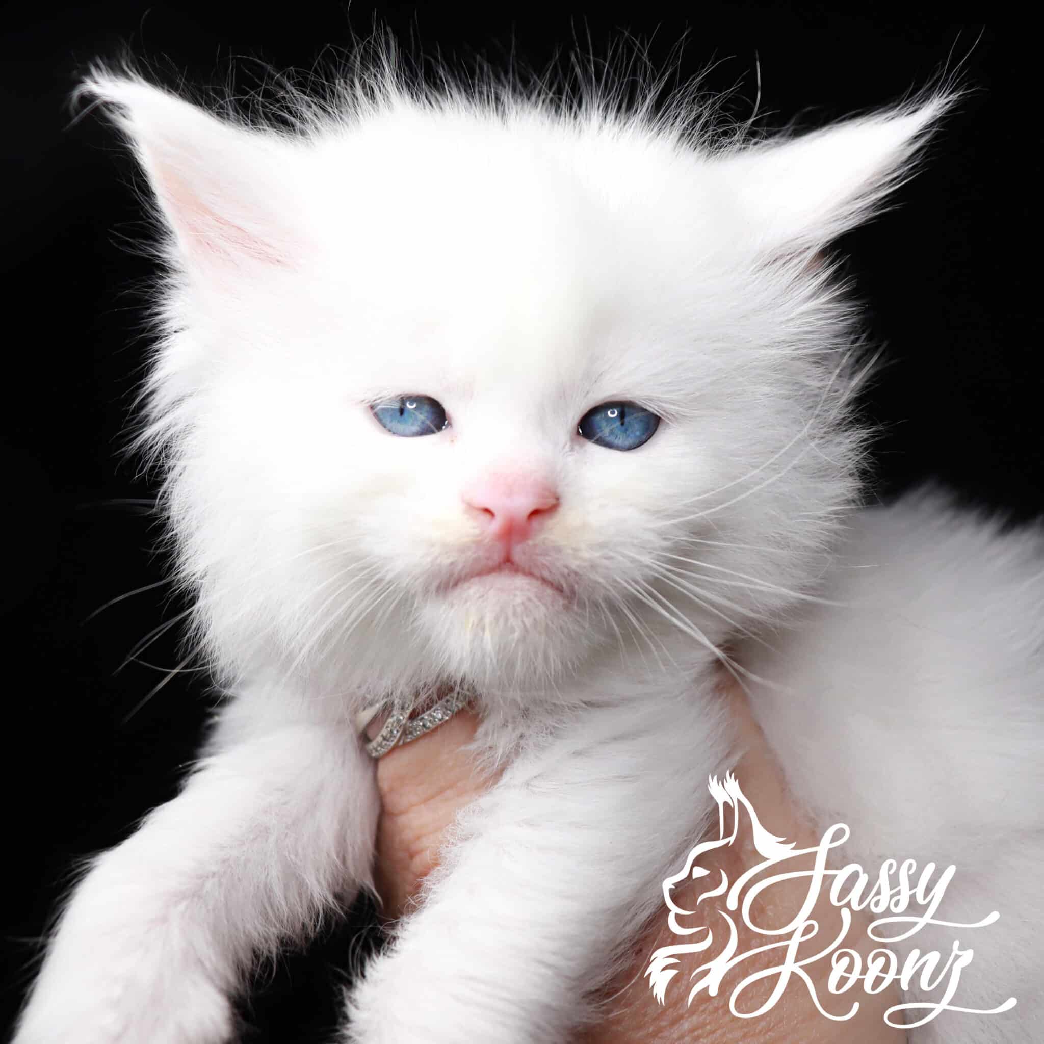Wango Tango White Kitten from Sassy Koonz ⋆ Sassy Koonz Maine Coon Cattery Maine coon for sale near me