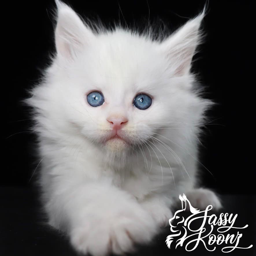 maine-coon-for-sale ⋆ Sassy Koonz Maine Coon Cattery maine coon for sale wango tango white blue eyes