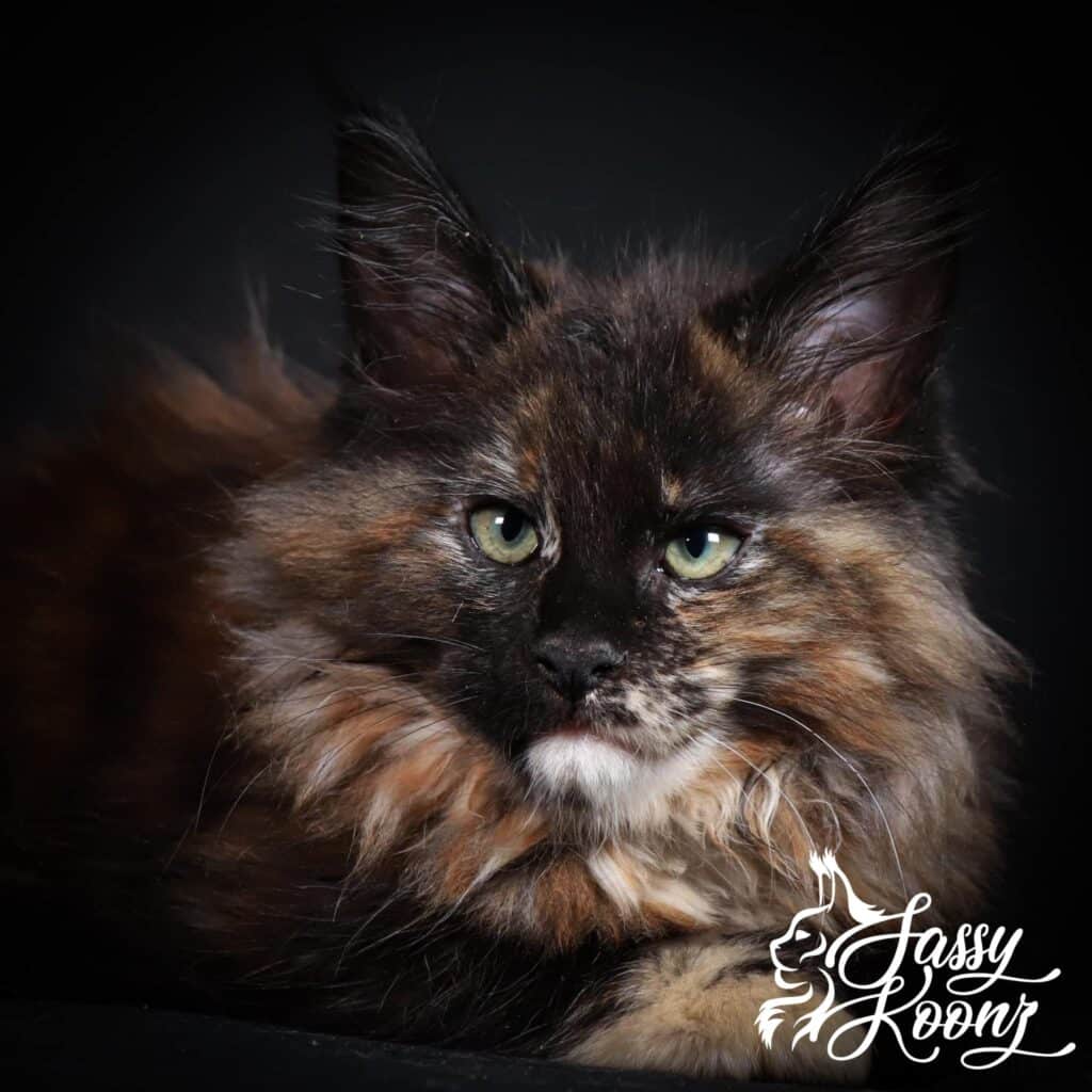 maine-coon-kitten-for-sale-jailbat ⋆ Sassy Koonz Maine Coon Cattery maine coon kitten for sale jailbait
